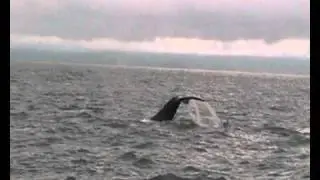 Humpback Whales Ecuador