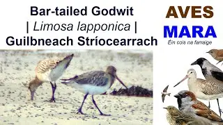 Bar-tailed Godwit | Limosa lapponica | Guilbneach Str&iacute;ocearrach