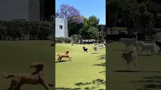 We Brought an RC Car to a Dog Park