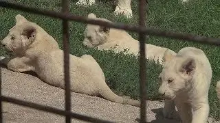 Rare white lion quintuplets born in Czech zoo