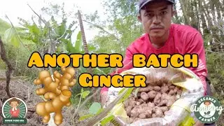 PAGTATANIM NG LUYA | GINGER PLANTING 🌱🫚 | Amazing Dreamer