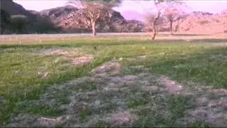 ربيع النجف شمال ينبع 1437/2/14 تصوير ابو وسيم