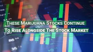 These Marijuana Stocks Continue To Rise Alongside The Stock Market