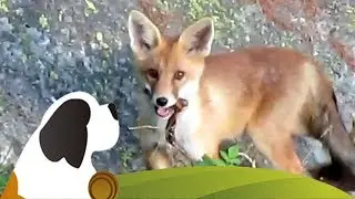 Junge Fuchs-Familie auf der Guggialp VS HD | Young Fox Family recorded in the L&ouml;tschental Valley