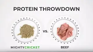 Cricket Powder vs Beef