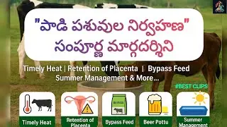 Feed Management in Dairy Farm #dairy farming tips #nutrition #dairy farm