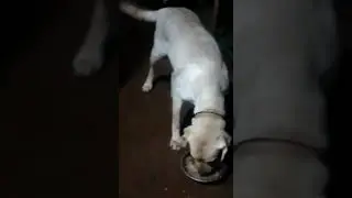 Dinner to Maxi the Labrador.