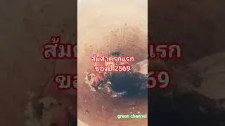 ส้มตำครกแรกปี 2569 #oldies #coversong #song #singer #dog #หมา #cat #love #thaifood #music #thailand