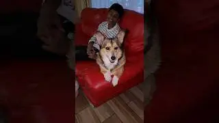 Talking Corgi wants his turn to have a foot massage, cute 