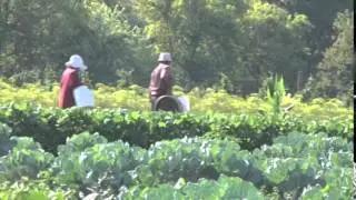 Exploring a Hmong Land Cooperative