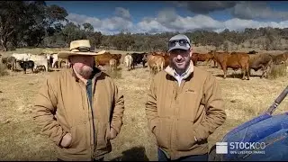 Why use livestock finance? Hear from Pete Sandral, NSW cattle grazier