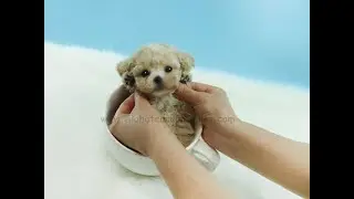 💙Micro Mini Cream Maltipoo Here💙- Aloha Teacup Puppies