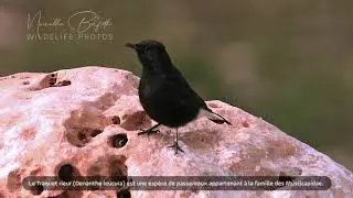 Black wheatear