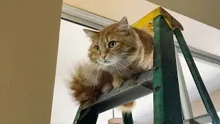 Great Dane watches in disbelief at ladder-loving cat
