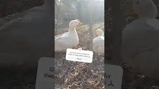 Pekin duck males March 4 2024 #pekin #help #funny #wingflap