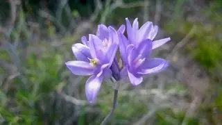 Foraging and Preparing Wild Hyacinth for Cooking in a Steam Pit
