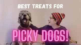 The BEST Treats for PICKY DOGS! : Treats that picky dogs will LOVE 2020!