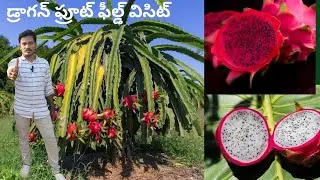 డ్రాగన్ తోట ఫీల్డ్ విసిట్ 😍