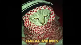 Halal meme dump! 🤲😂 Mix of Ramadan chaos, prayer struggles. TAG your squad! #MuslimHumor