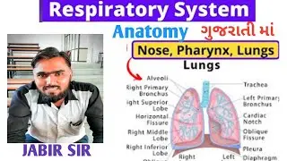 RESPIRATORY SYSTEM ANATOMY  REVIEW 01  | MEDICAL SURGICAL NURSING | @healthbuzz
