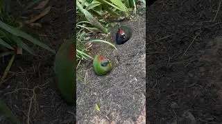 Birds of animal kingdom #follow #subscribe #disney #love #everyone #reels #youtuberchannel #funny