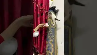 007Bond Kittle #cartoon #animal #cute #animation #cutecat #kamaalstar #fy #fypage #fypyoutube #fyp