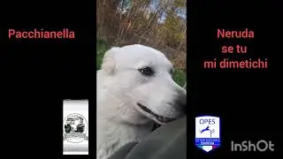 Pacchianella.  Di Bacco Luigi