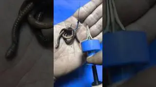 Tutorial on How to Attach Fishing Bait Using Tools #shorts #fishing #tutorial