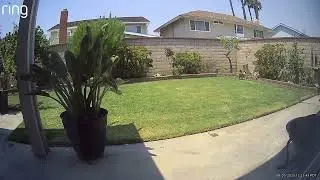 And the chase is on... This is a daily occurrence. 
