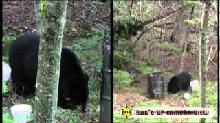 Working Man's Hunter:  Black Bear taken with bow.