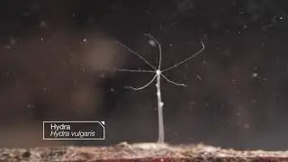 Undying Fresh Water Hydra!