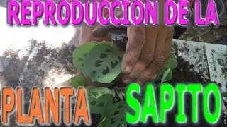 Como reproducir y cuidar la planta sapito o  planta de la oración (Maranta leuconeura)|| Info Garden