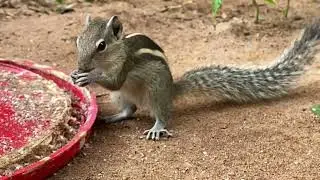 Secrets of Squirrels: The Nutty World of Nature's Little Daredevils!