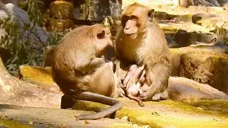 Caring Father Moment: Big Male Monkey Visits and Gently Looks After His Baby