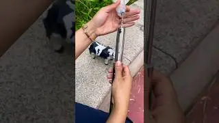 Anti-Kicking Injection Device for Pigs, Cattle, and Sheep# Veterinarian#Disease Prevention#trending