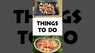 Boost Your Garden 🚀 Best Cow Manure for Raised Beds! 🐄🌱