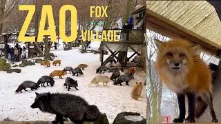 Visit Japan's Fox Village 🦊 | Miyagi Zao Fox Village | ASMR  - 日本の狐村を訪れる🦊 | 宮城蔵王の狐村 | ASMR
