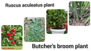 #Ruscus aculeatus plant #how to grow and care ruscus aculeatus plant