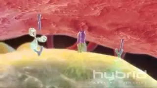 Mechanism of Action of Anti CTLA4