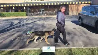 From Home to Public Spaces: Proofing Stay, Leave It & Calm Manners with Sheriff