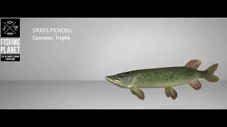 Fishing Planet - Mudwater River - Trophy - Grass Pickerel - Float