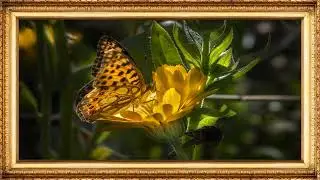 Flower Gallery TV | 4K Floral Wallpaper Frames