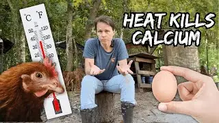 What 95&deg;F Does to Your Chicken's Calcium