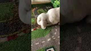 Shiro eating bird food #bunny #cute #shorts
