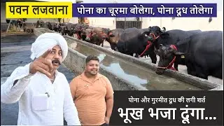 पोना का चूरमा बोलेगा, पोना दूध तोलेगा || PAWAN LAJWANA DAIRY FARM, JIND