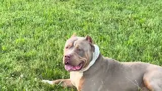 King & Athena over weight  106 & 90 pounds