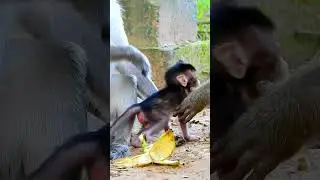 Siblings Meeting The New Baby Monkey #FamilyMoments #WildlifeFamilies #monkeylove