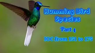 Humming Bird species | Part 4 | IOC from 151 to 175| 4K