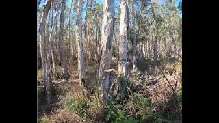 Invasive Tree Melaleuca quinquenervia in South Florida.