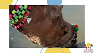 Science Story - 5 : How camel survive without food and water for several days?